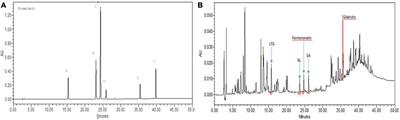 Investigation of the potential of Glycyrrhiza glabra as a bioavailability enhancer of Vitamin B12